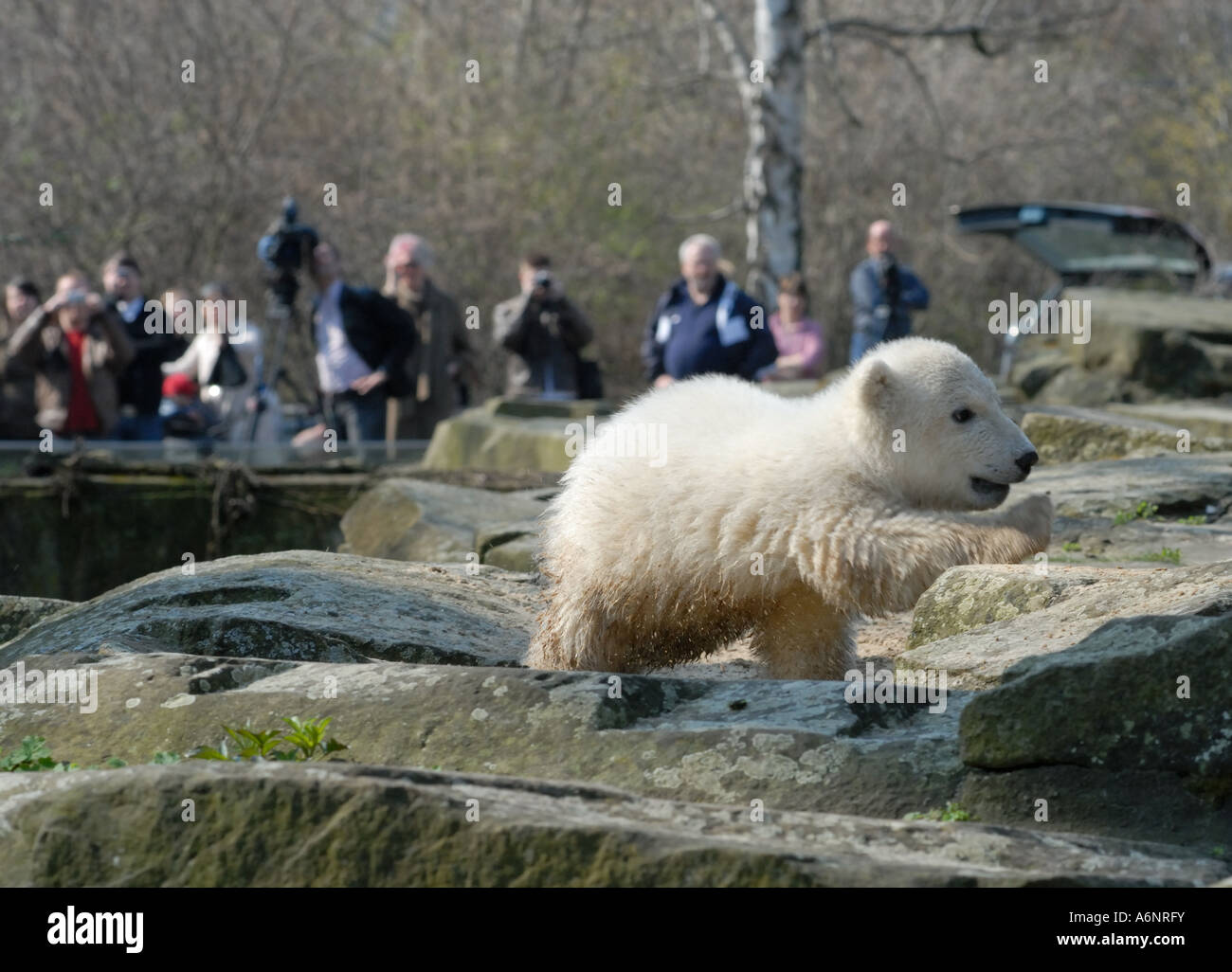 Knut il famoso polar bear cub in Zoo di Berlino Foto Stock