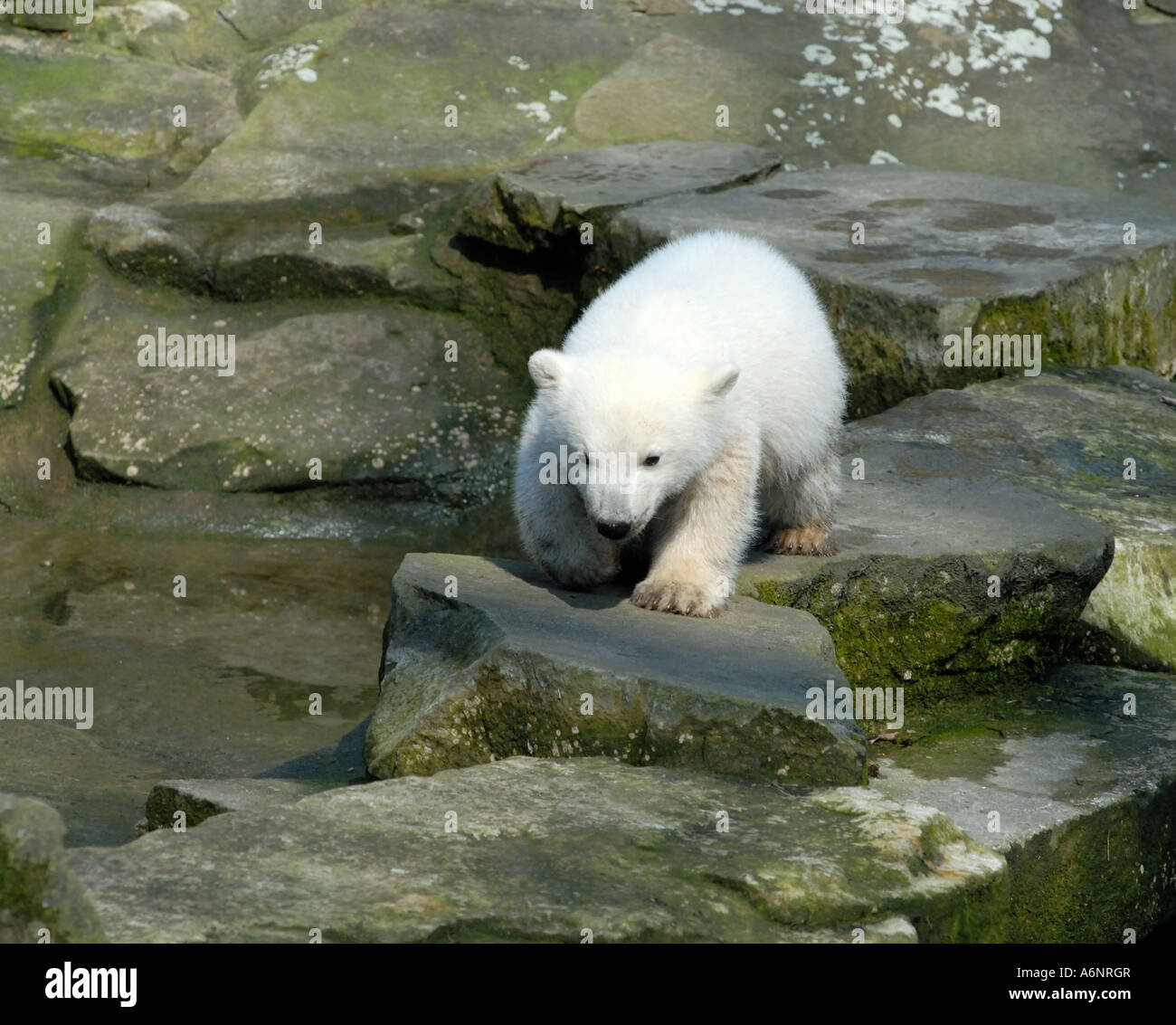 Knut il famoso polar bear cub in Zoo di Berlino Foto Stock