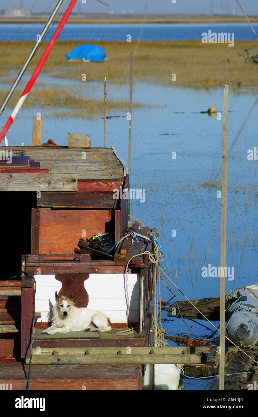 Un cane e la sua barca Foto Stock