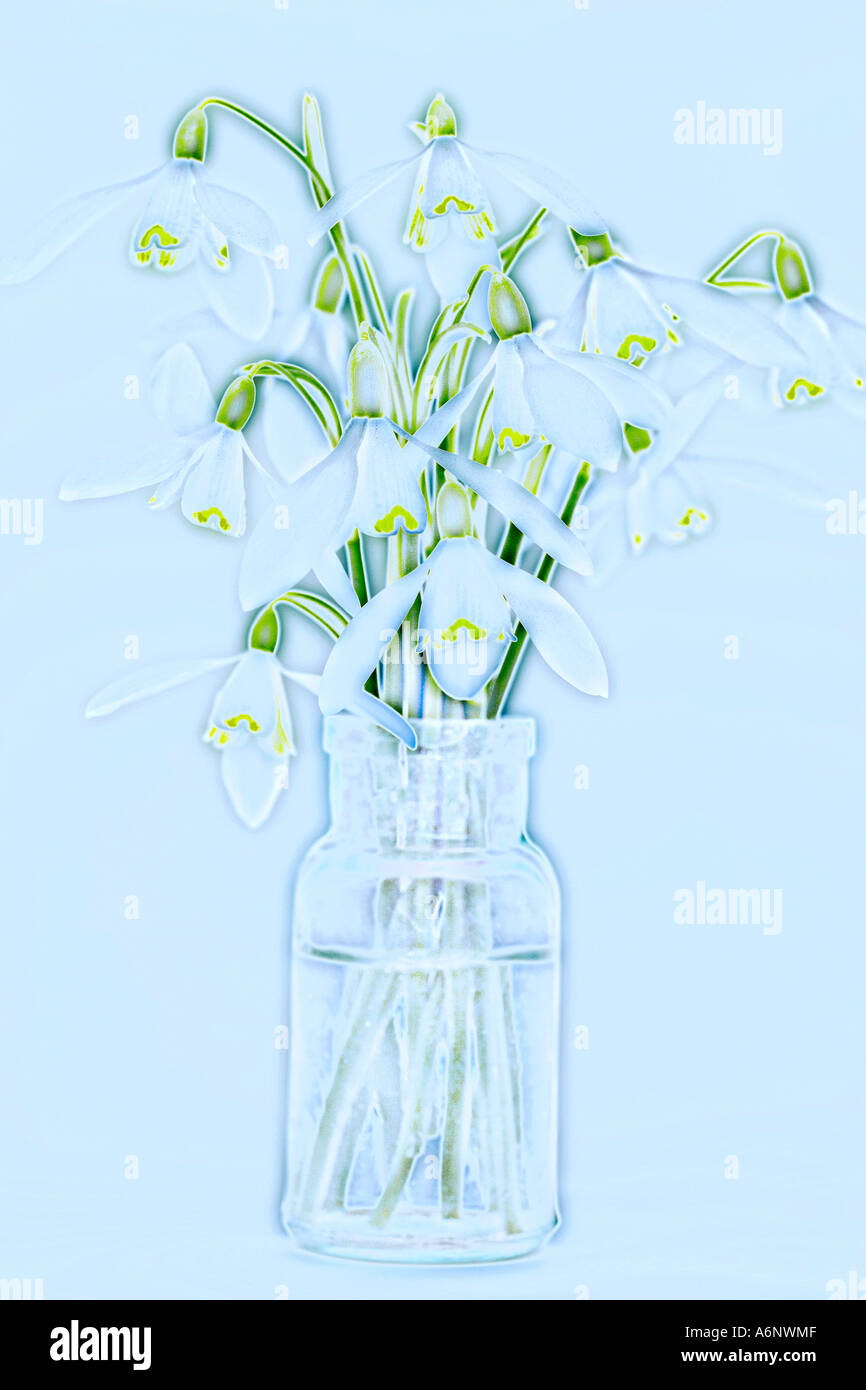 Snowdrop fiori in una bottiglia di vetro Foto Stock
