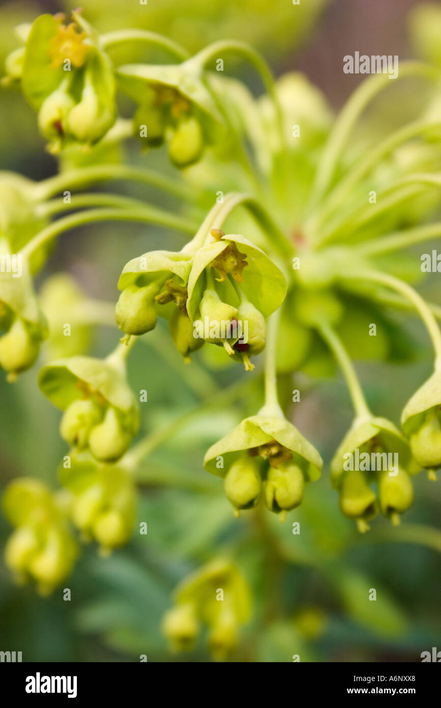 Euphorbia Characias Wulfenii ss Foto Stock