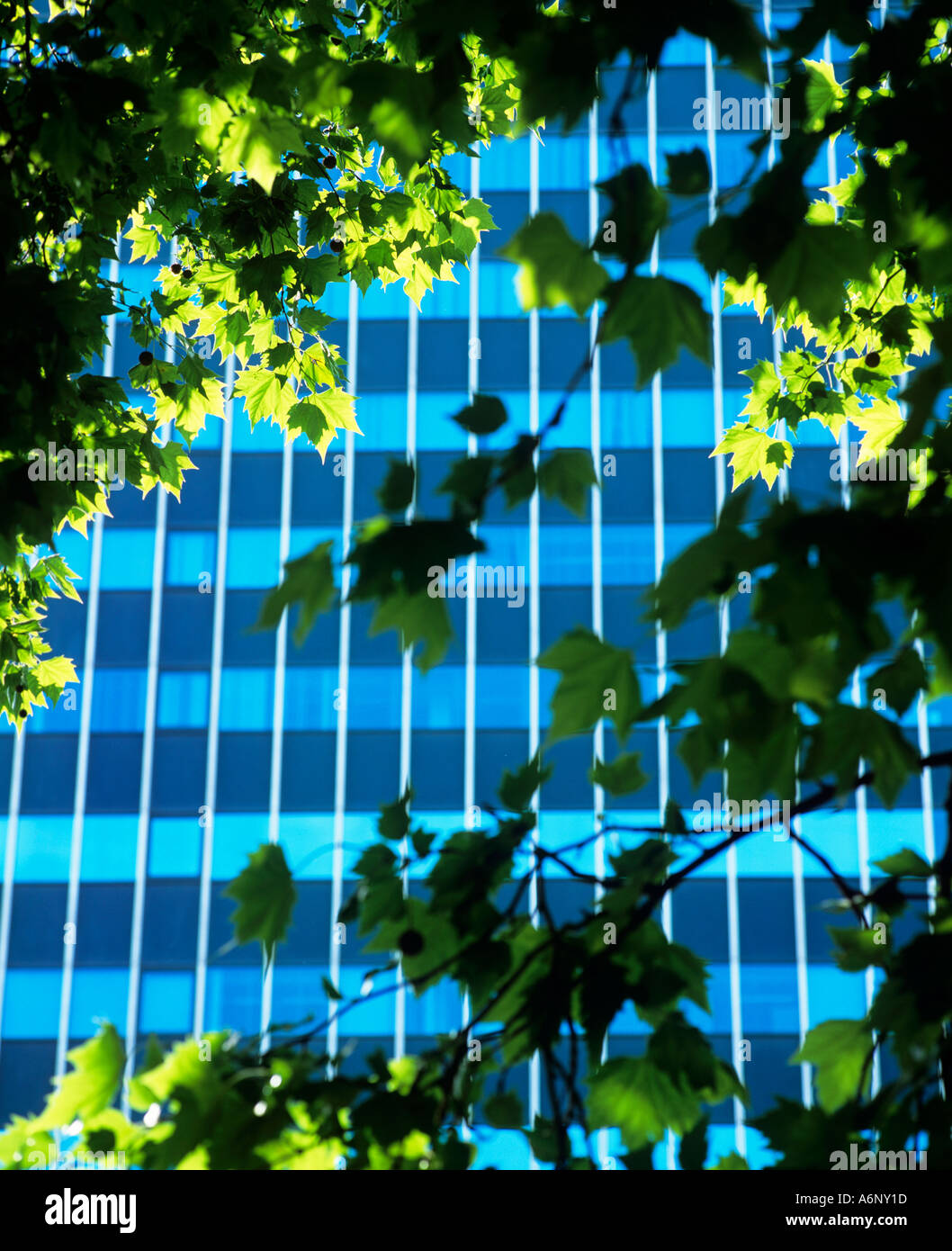 Gli alberi e gli uffici vicini a parete di Londra nella città di Londra. Foto Stock