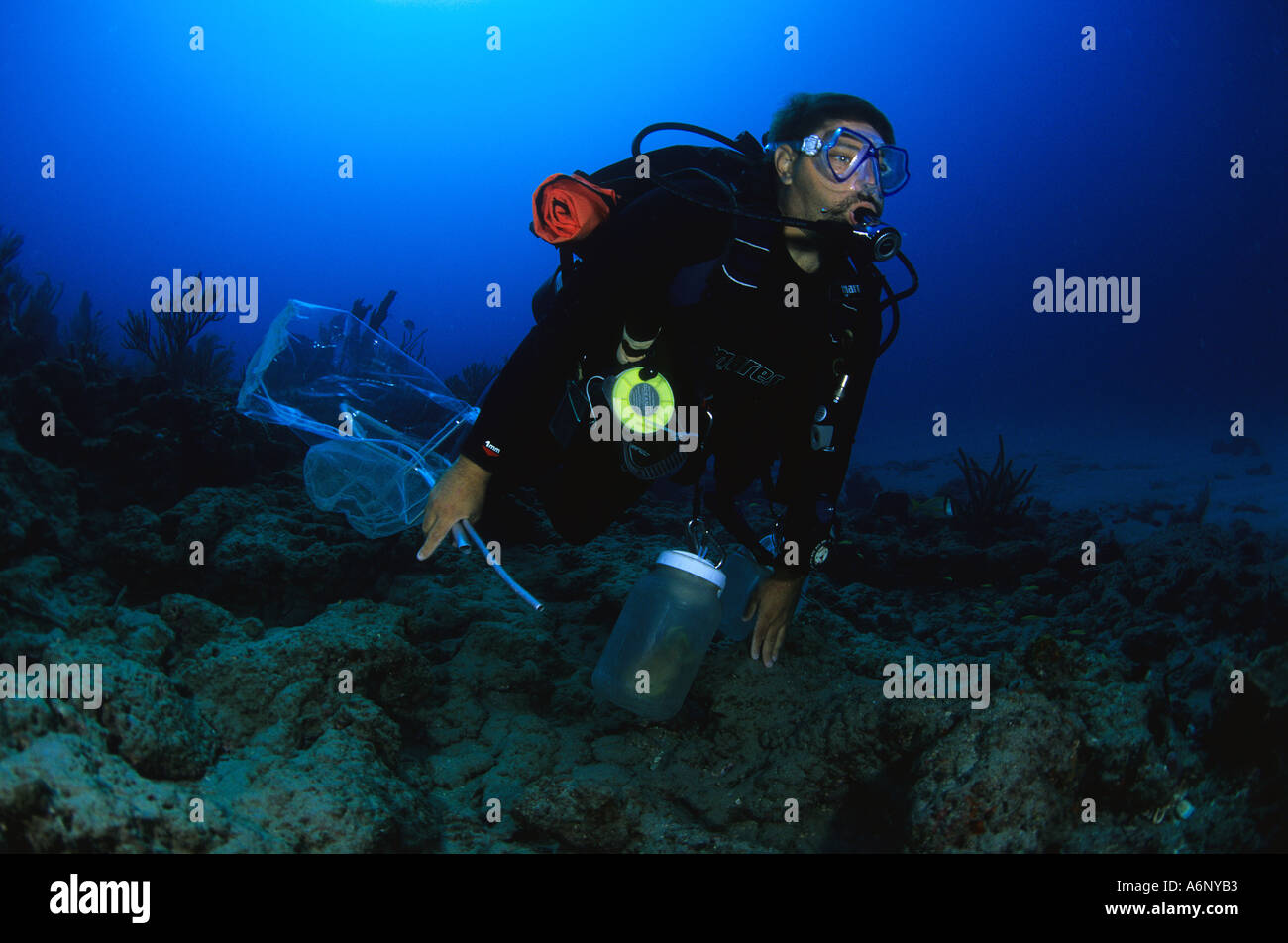 Pesce tropicale Collector Foto Stock