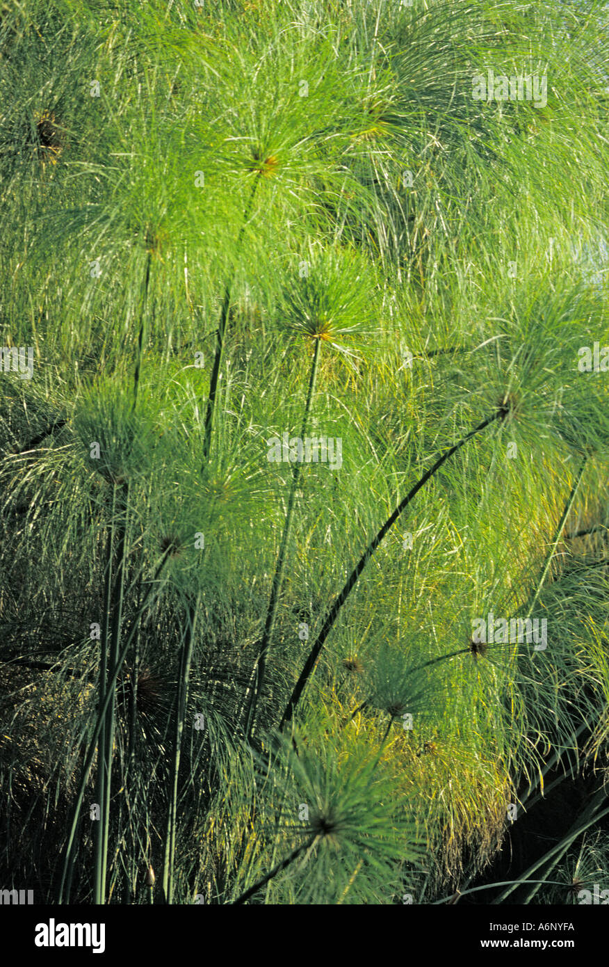 Papiro fronde di erba che cresce a bordo del lago Naivasha Kenya Africa Foto Stock
