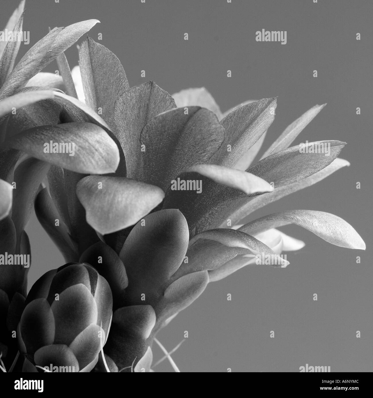 Fiori del cactus Foto Stock