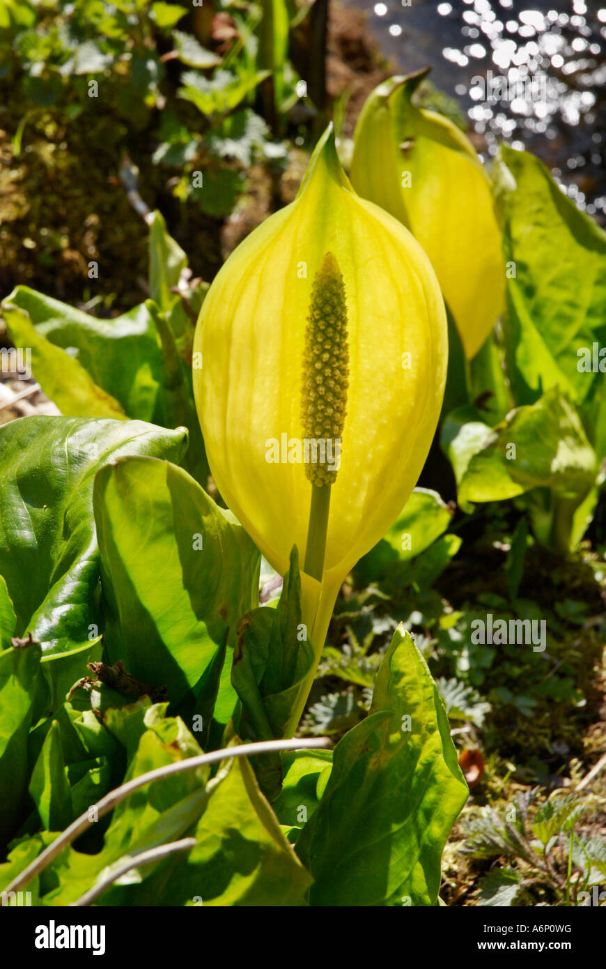 Western Skunk cavolo Lysichiton americanus Foto Stock