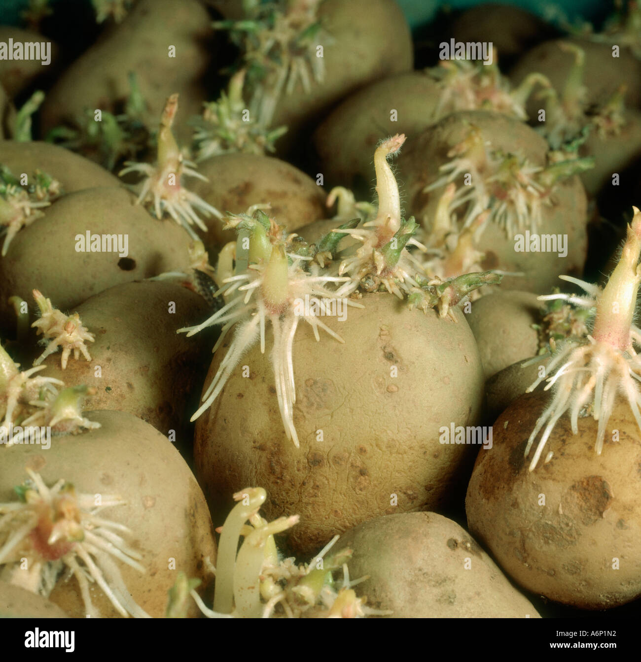La germogliazione chitting tuberi seme di patate prima di piantare Foto Stock