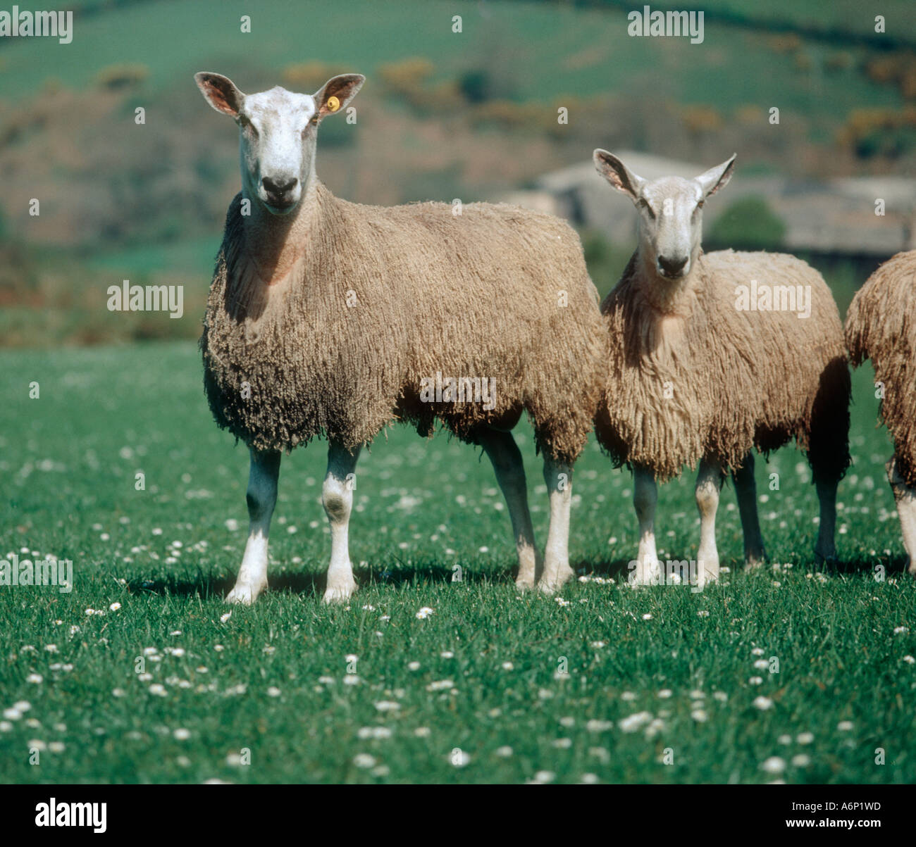 Di fronte blu Leicester ram sul pascolo di collina sulla bella giornata di primavera in Devon Foto Stock