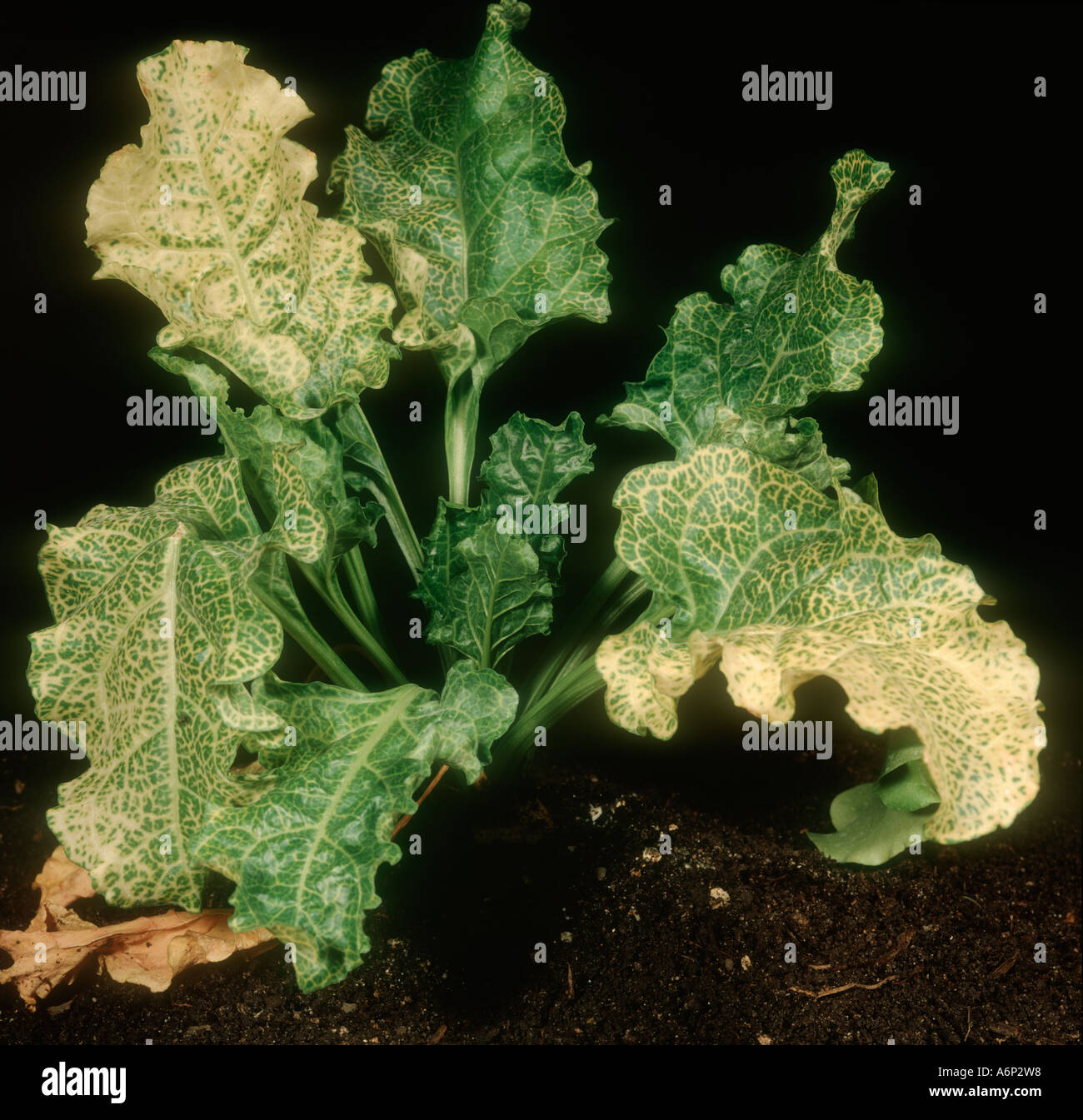 Beet necrotic yellow vein virus o rhizomania sullo zucchero di barbabietola Foto Stock