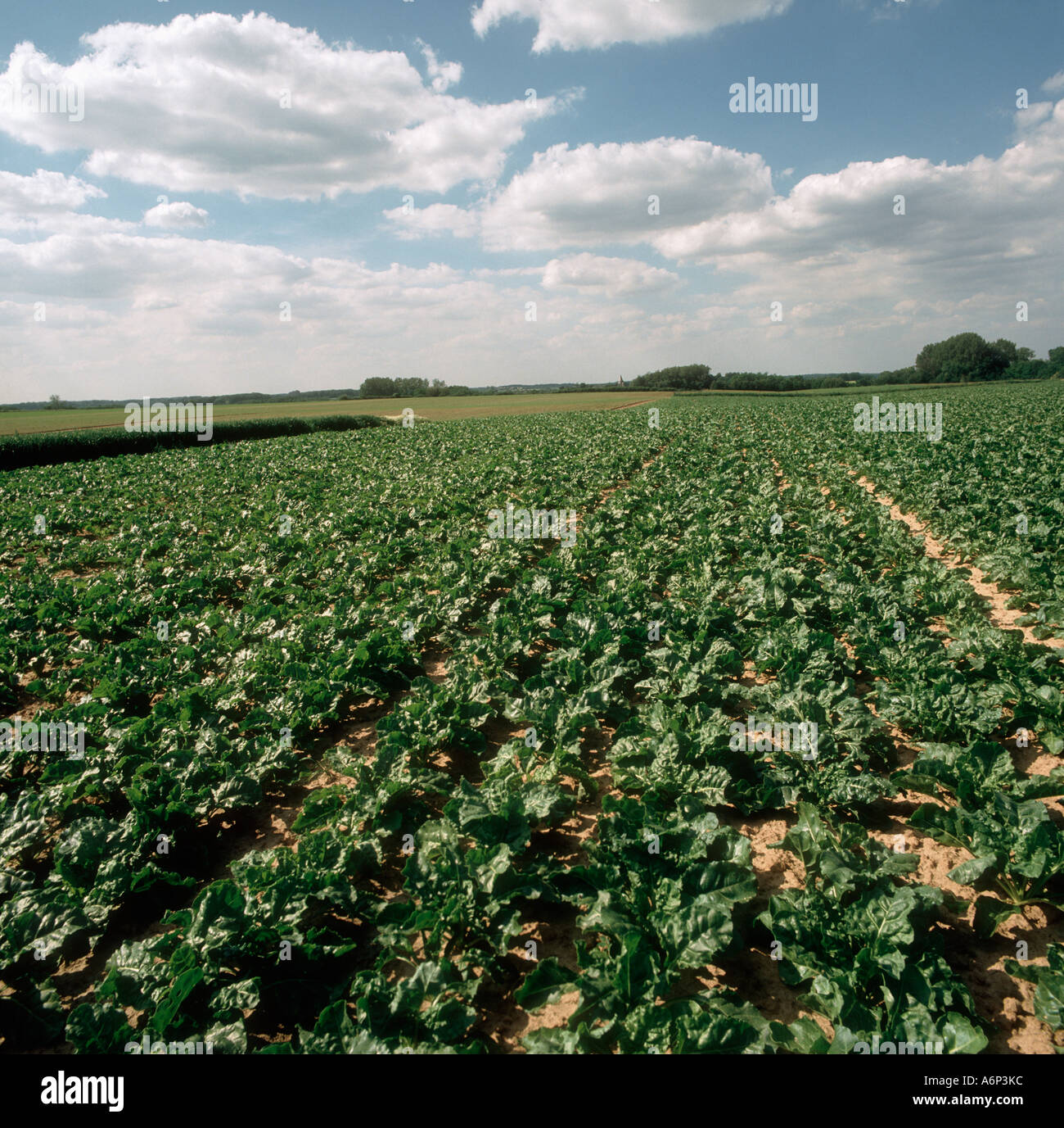 Un immaturo di barbabietole da zucchero di raccolto in un bel giorno di estate in Belgio Foto Stock