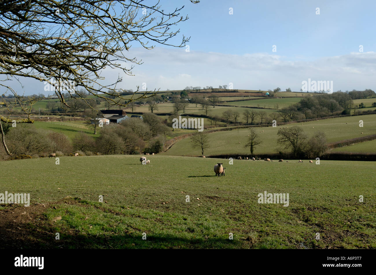 Mid Devon farmland in inverno con pecore agnelli alberi sfrondato Foto Stock