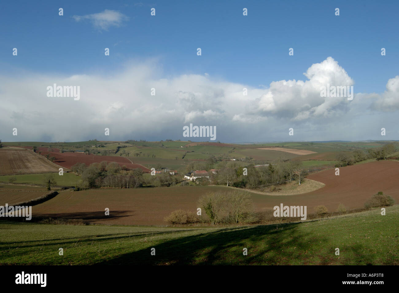 Mid Devon farmland in inverno con pecore agnelli alberi sfrondato Foto Stock