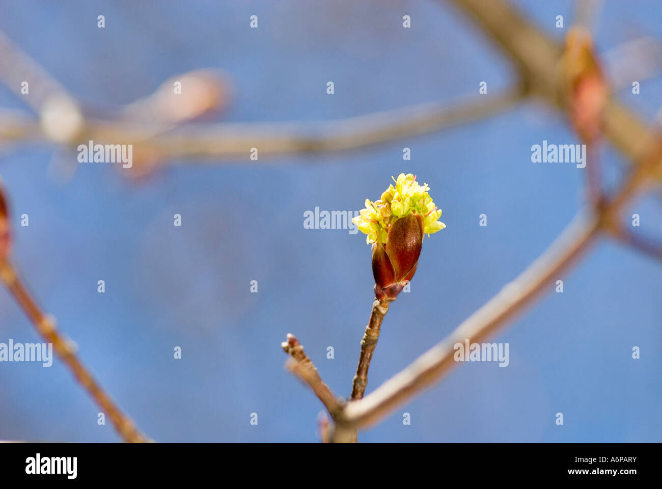 Le gemme di un ignoto acero in aprile Foto Stock