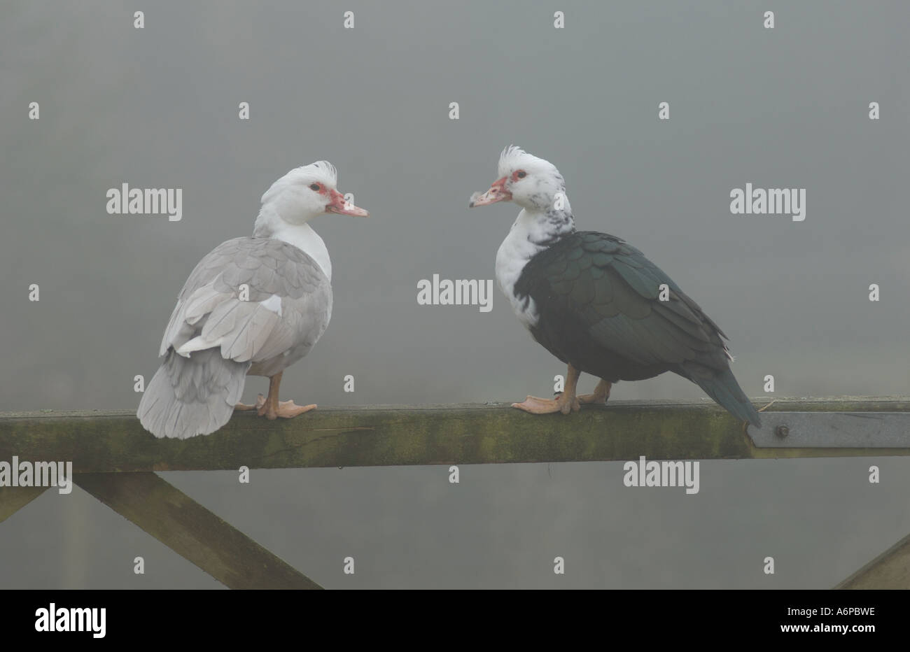 Due di anatra muta in piedi su un cinque bar porta nella nebbia Foto Stock