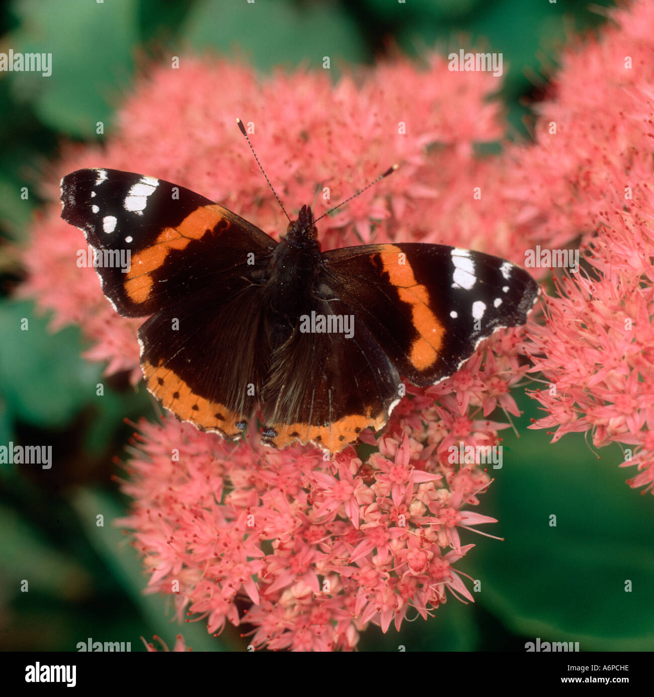 Farfalla rossa ammiraglio (Vanessa atalanta) su una testa di fiori Sedum spectabile Foto Stock
