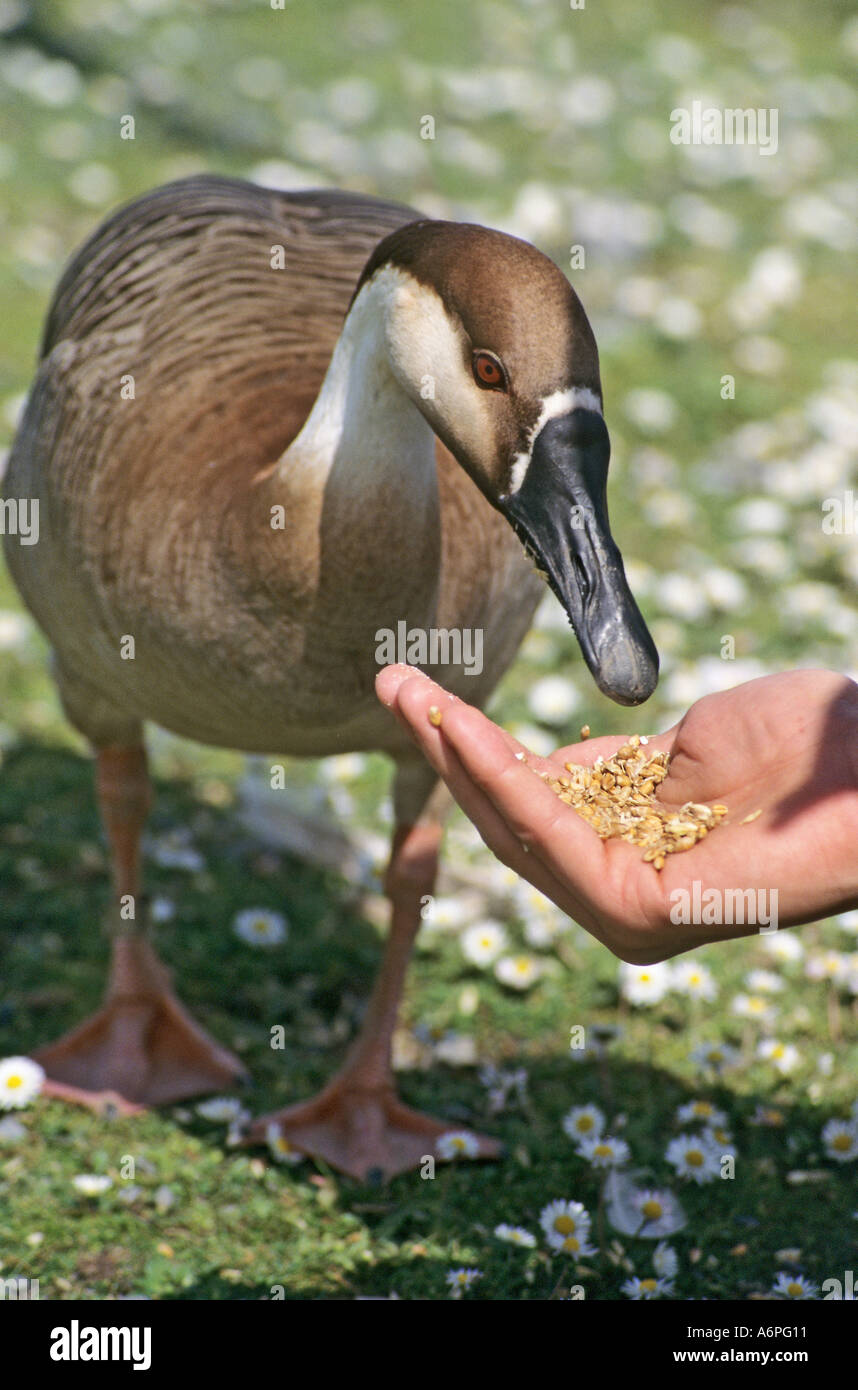 Swan goose Anser cygnoides essendo alimentato a mano Wales UK Foto Stock