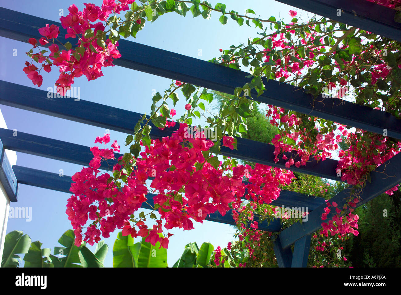 Guardando in alto attraverso una veranda in legno coperta con fiori di colore rosa per la soleggiata cielo blu Foto Stock