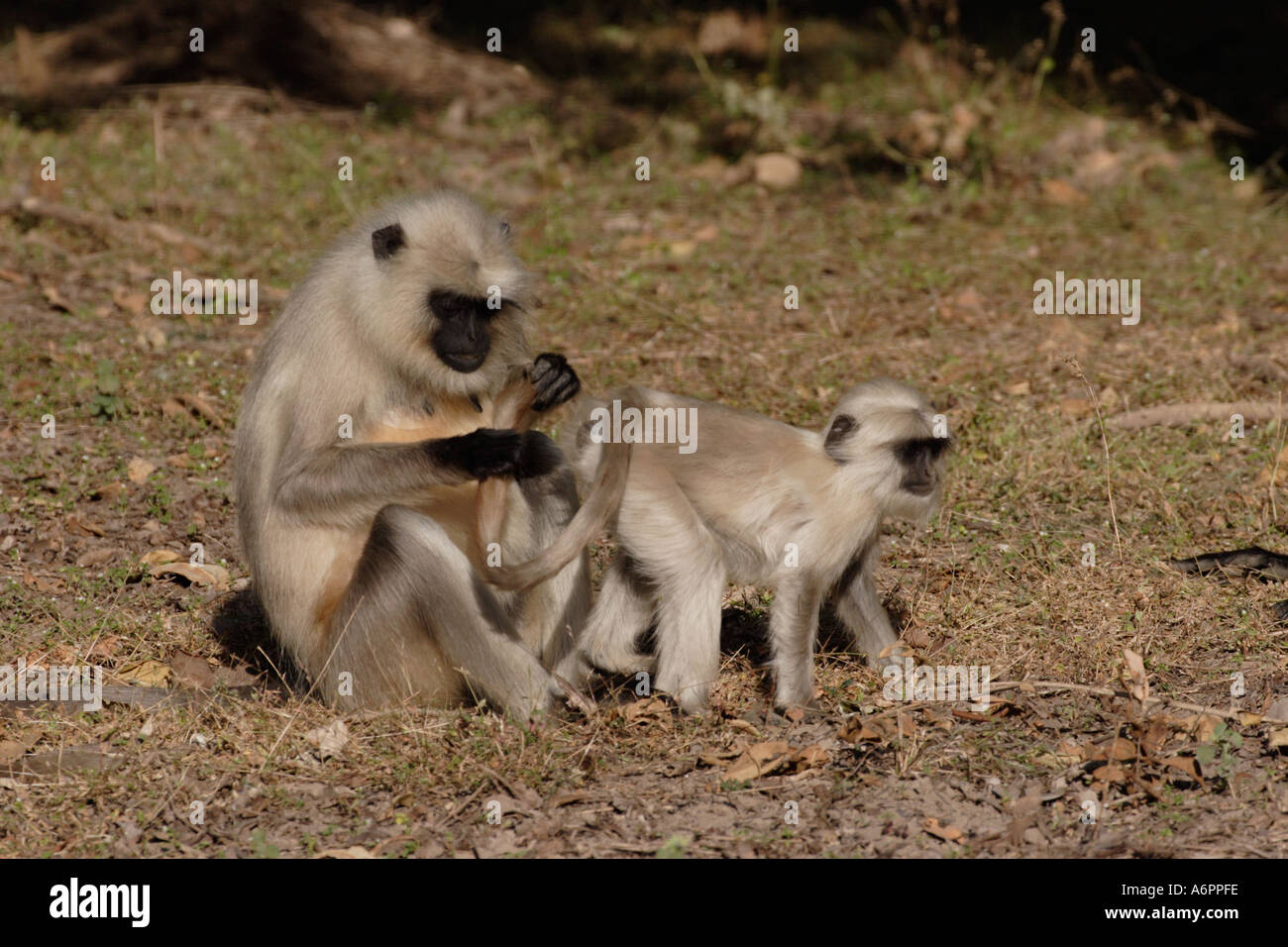 Scimmie Langur toelettatura a Bandhavgarh India Foto Stock