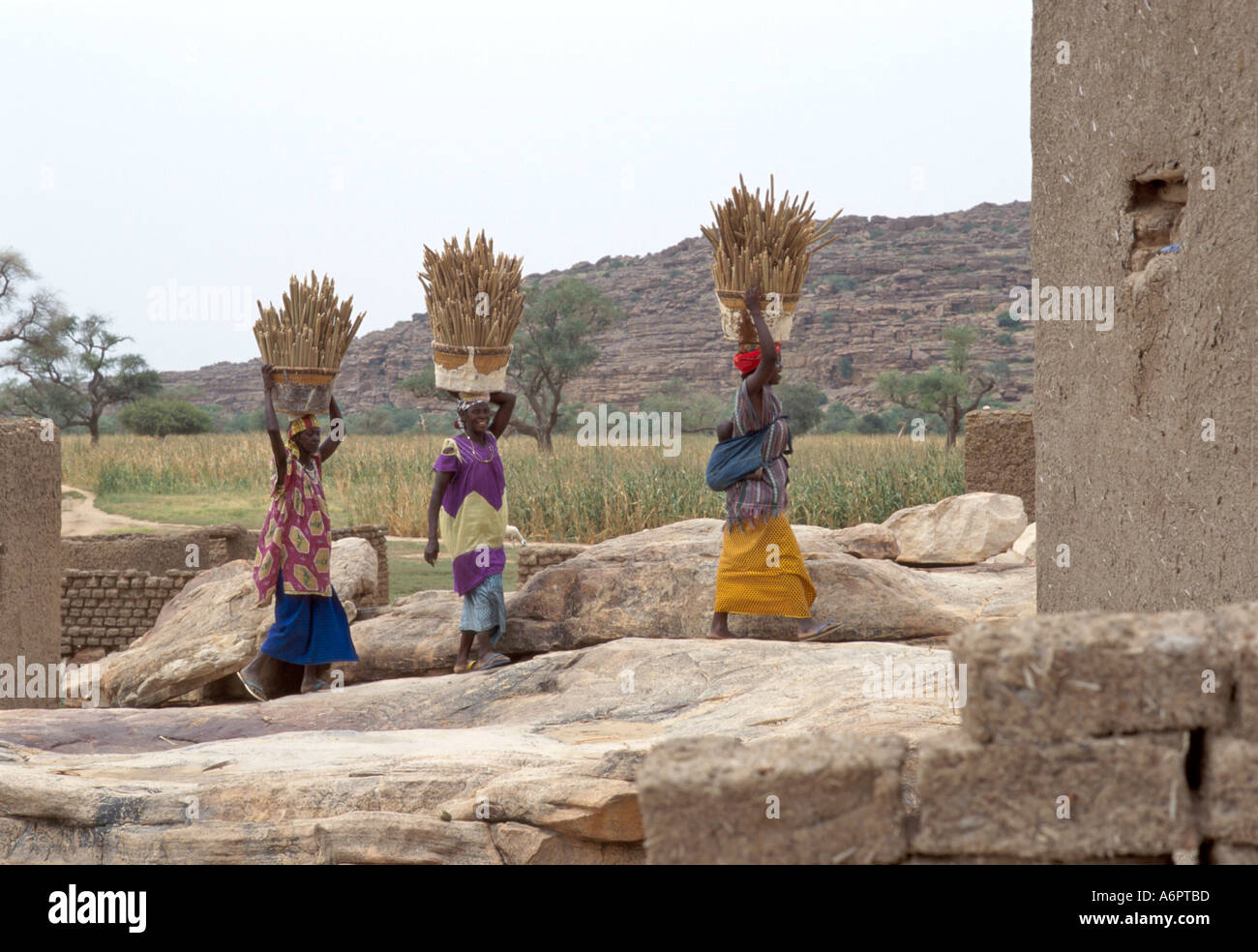 Dogon le donne che trasportano il miglio dai campi al loro villaggio di Kani Kombole, dove verranno pound in farina, la loro dieta di base. Mali. Foto Stock
