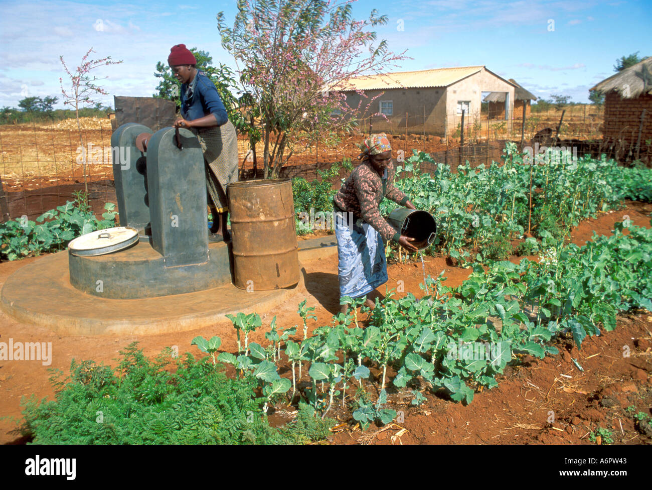 Donne che annaffiano verdure da un nuovo migliorato bene nel loro giardino della cucina. Zimbabwe Foto Stock