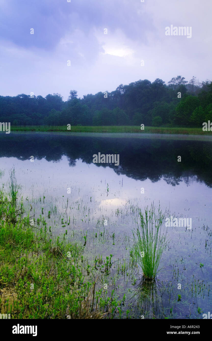 Alberi e campi di cabine storiche sono tutti parte del paesaggio panoramico di Valley Forge National Historic Park il parco è anche ben noto per la sua grande e visibile la popolazione di cervi una pioggia stagno di acqua forma una zona umida all'interno del parco Foto Stock