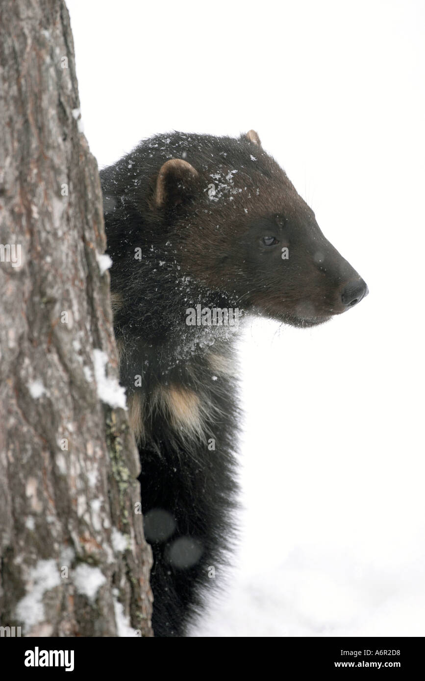 Wolverine Gulo luscus nella neve Foto Stock