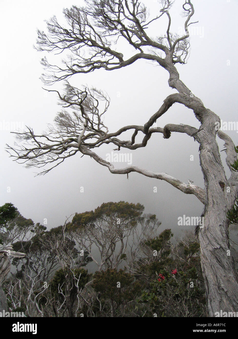 Leptospermum Tree sul Monte Kinabalu a Sabah Borneo Malese Foto Stock