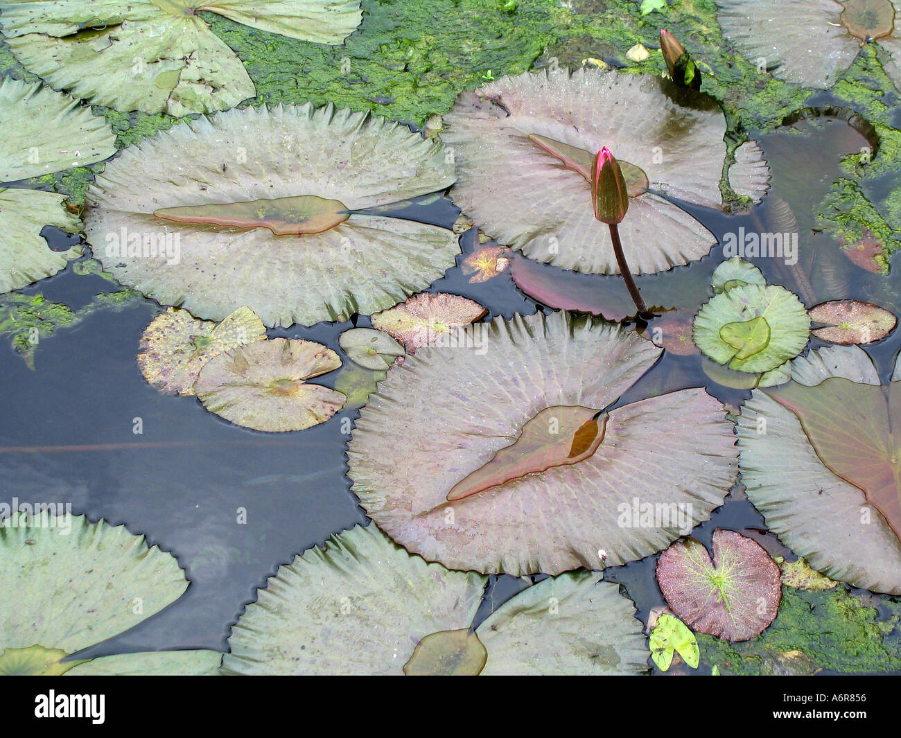 Lotus Pond in Tirta Empul in Tampaksiring Bali Indonesia Asia Foto Stock