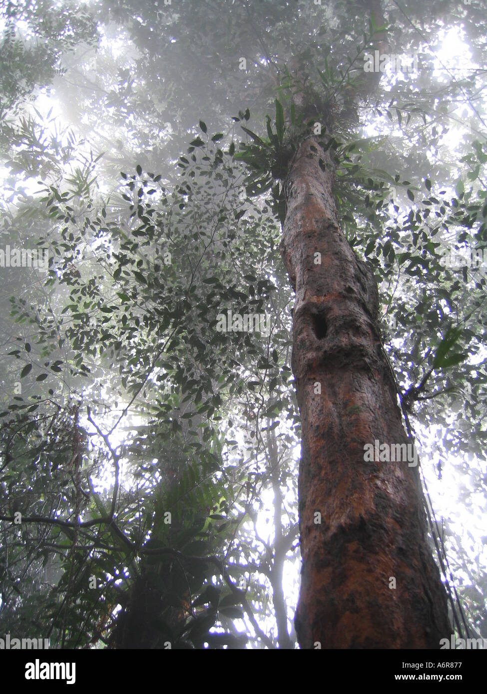 Nebbia pesante su di un pino sentiero vicino Fraser Hill Selangor Malaysia Foto Stock