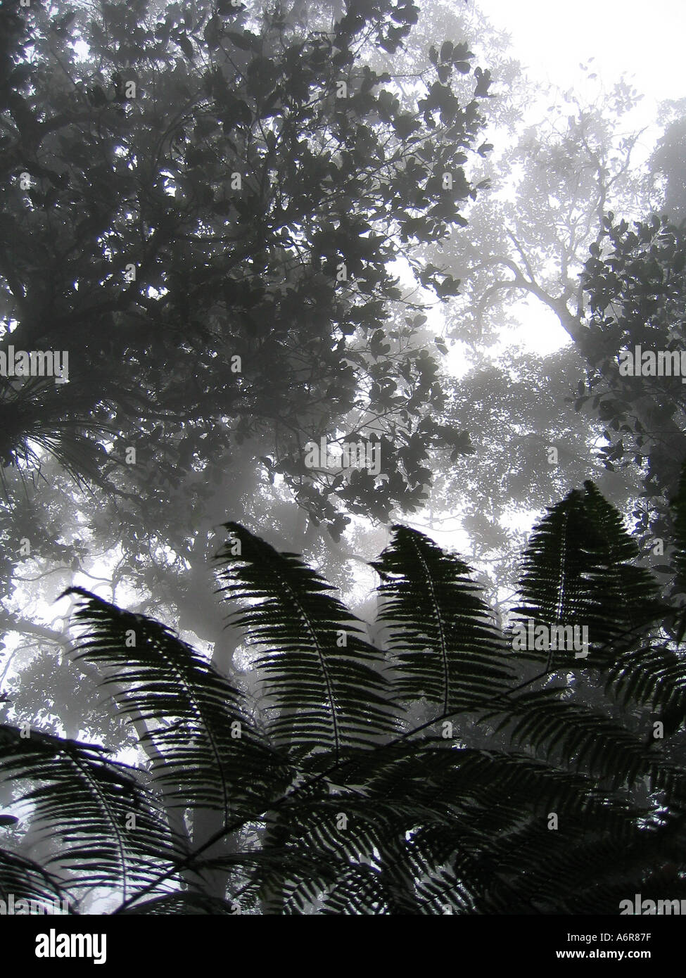 Nebbia pesante su di un pino sentiero vicino Fraser Hill Selangor Malaysia Foto Stock