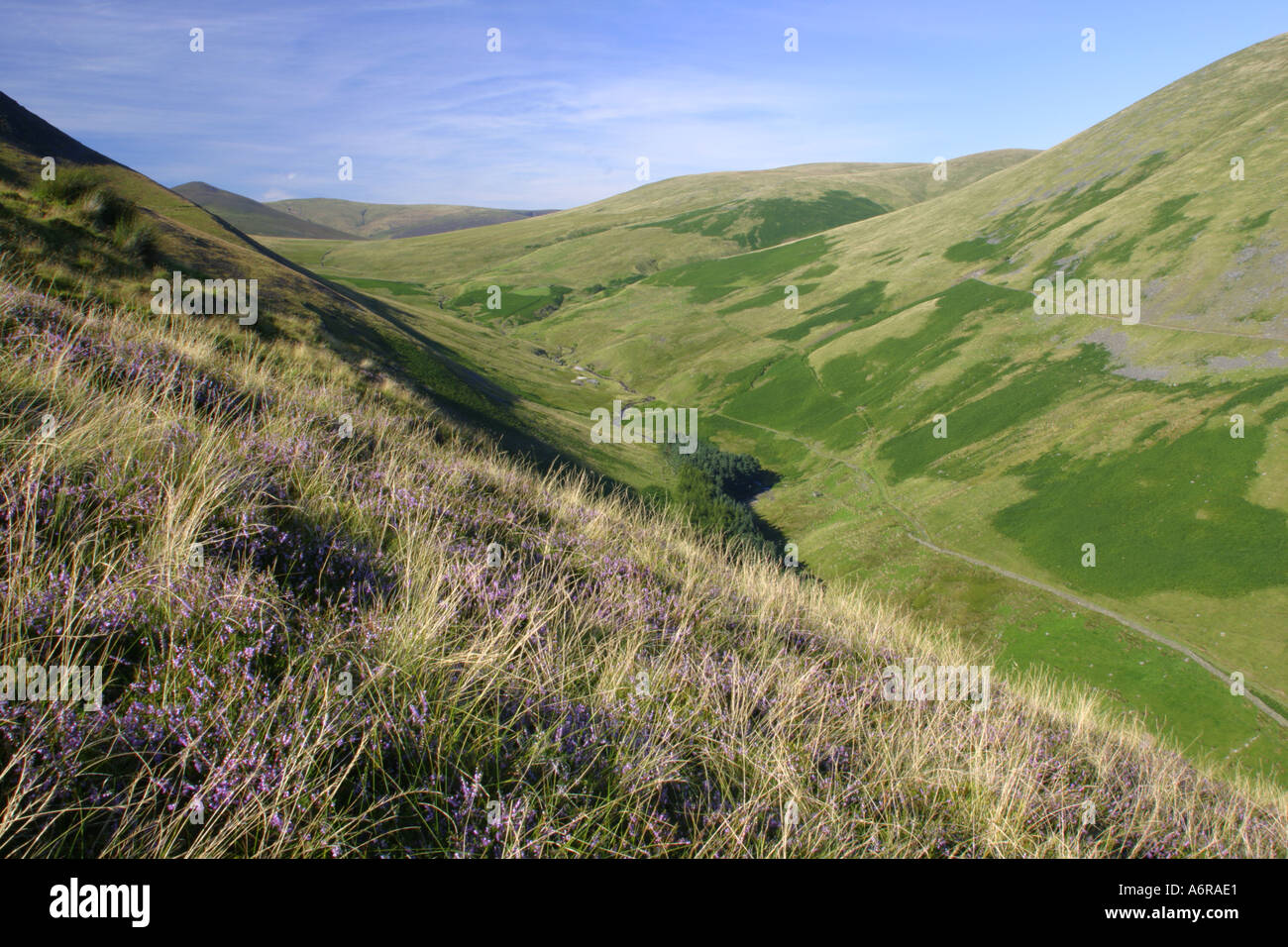 Inghilterra Cumbria Parco Nazionale del Distretto dei Laghi fioritura heather sulle pendici della valle tra Lonscale e blease cadde Foto Stock