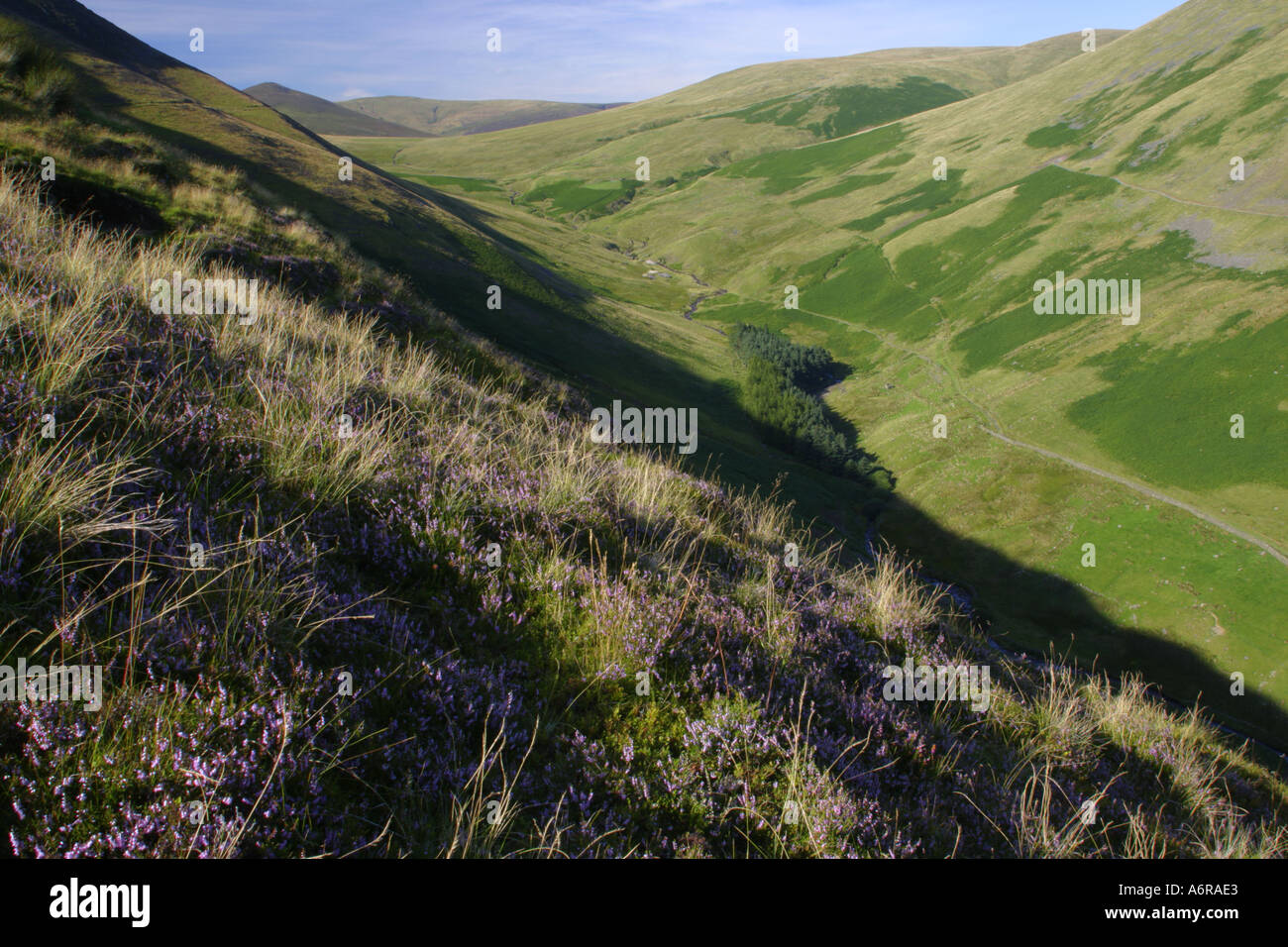 Inghilterra Cumbria Parco Nazionale del Distretto dei Laghi fioritura heather sulle pendici della valle tra Lonscale e blease cadde Foto Stock
