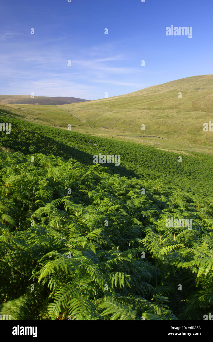 Inghilterra Cumbria Parco Nazionale del Distretto dei Laghi Estate felci sulle pendici della valle tra Lonscale e blease cadde Foto Stock