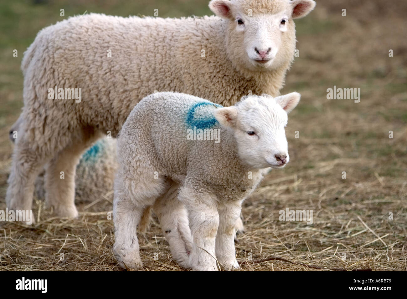 Due agnelli in un cortile di Devon Foto Stock