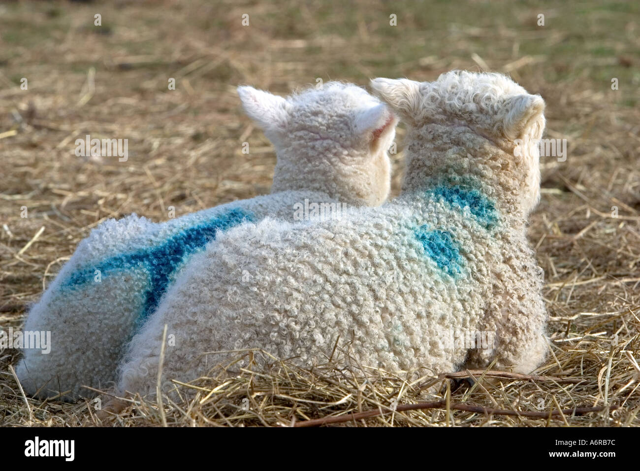 Due agnelli appoggiano sul credito di paglia LIGHTWORKS ALAMY MEDIA Foto Stock