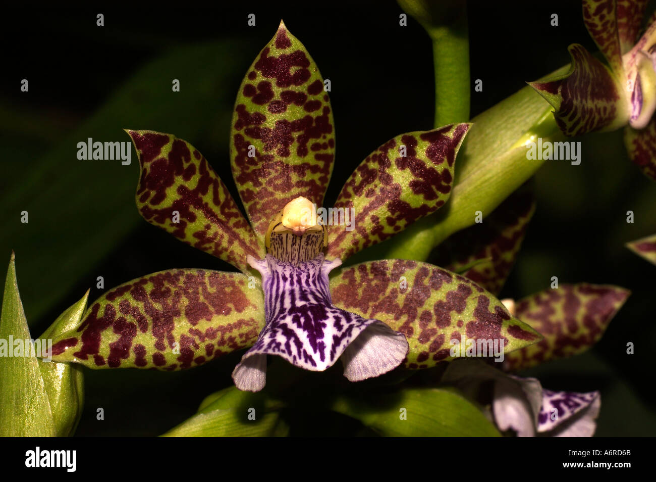 Orchidea (Zygopetalum mackayi) nativa per Amazzonia Foto Stock