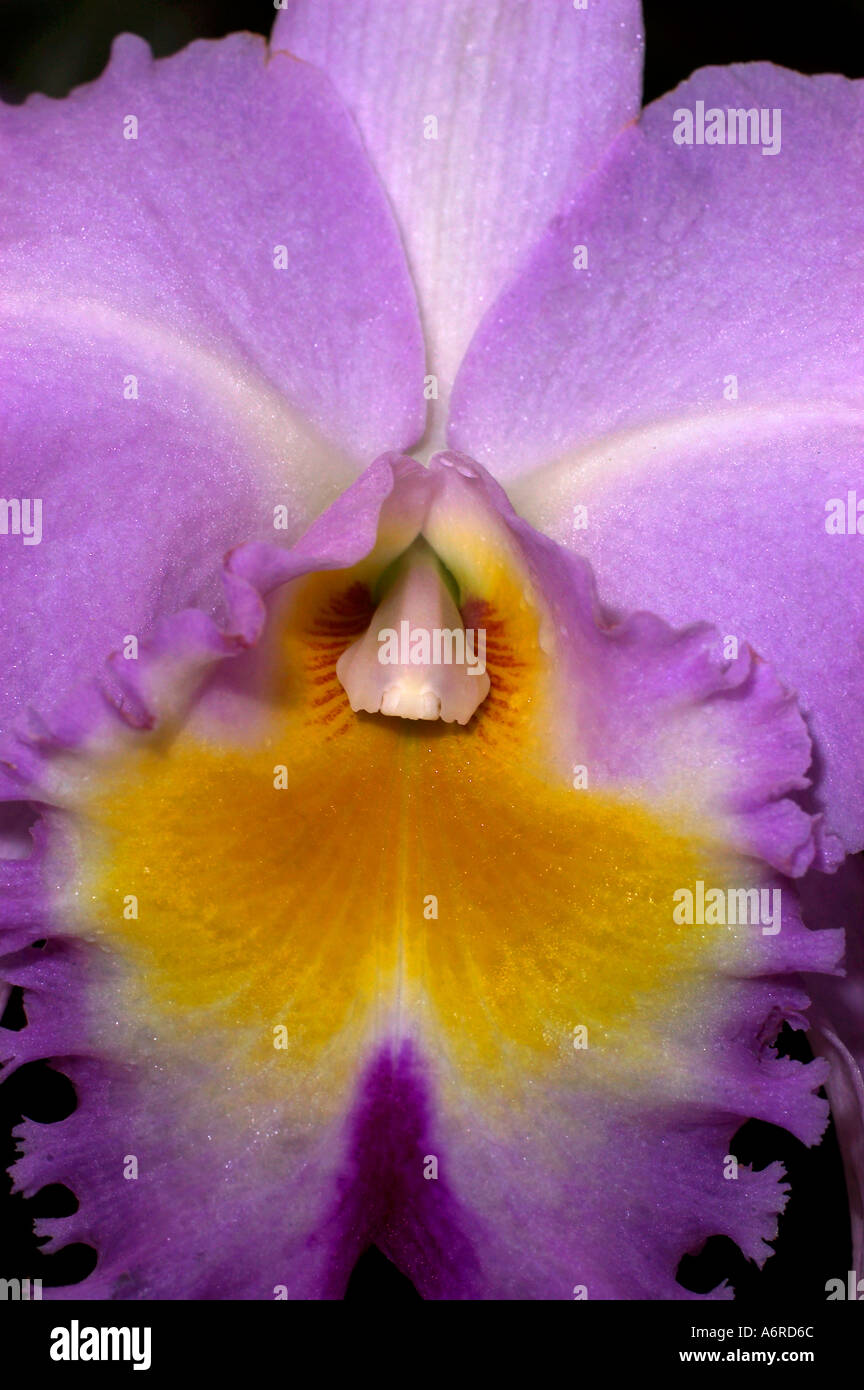ORCHID, Cattleya Closeup ibrido Foto Stock