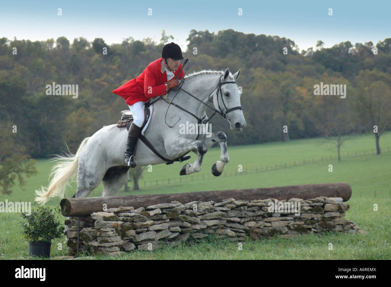 Cavallo ponticello montato Foto Stock