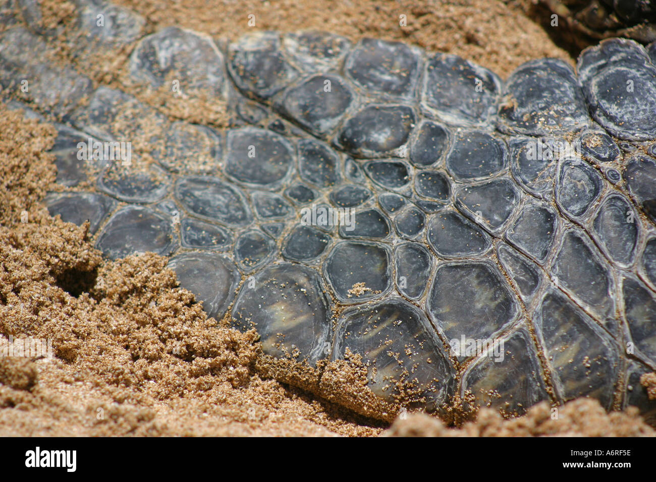 Primo Piano in pericolo di tartaruga verde fin sulla spiaggia di sabbia di North Shore Oahu Hawaii Foto Stock
