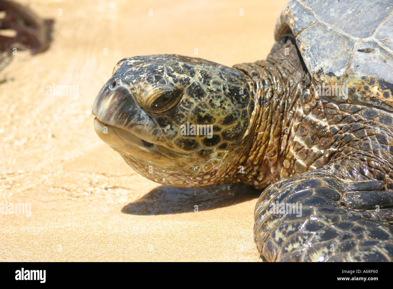 In via di estinzione tartaruga verde fuoriesce dal guscio e striscia sulla spiaggia su Oahu Hawaii Foto Stock