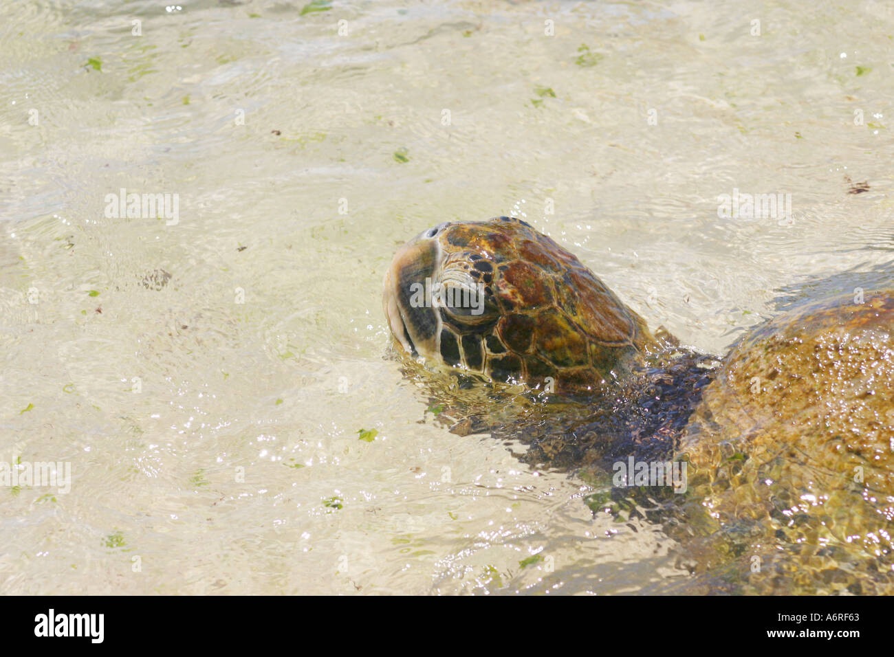 In via di estinzione tartaruga verde nuota a terra in cerca di cibo Oahu Hawaii Foto Stock