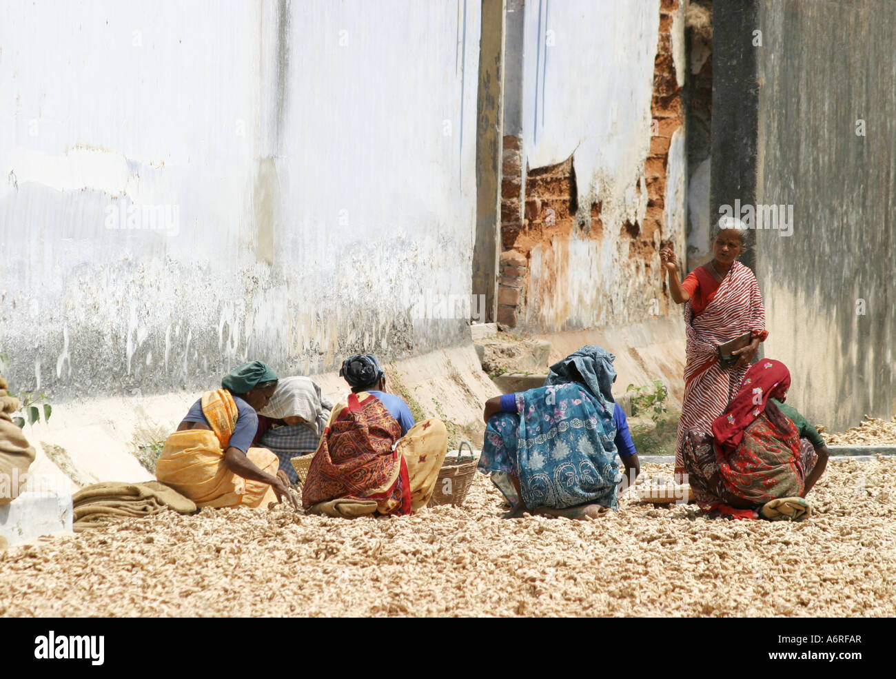 Lo zenzero in locali del mercato delle spezie,Jewtown,Fort Kochi,Cochin,Kerala, India Foto Stock