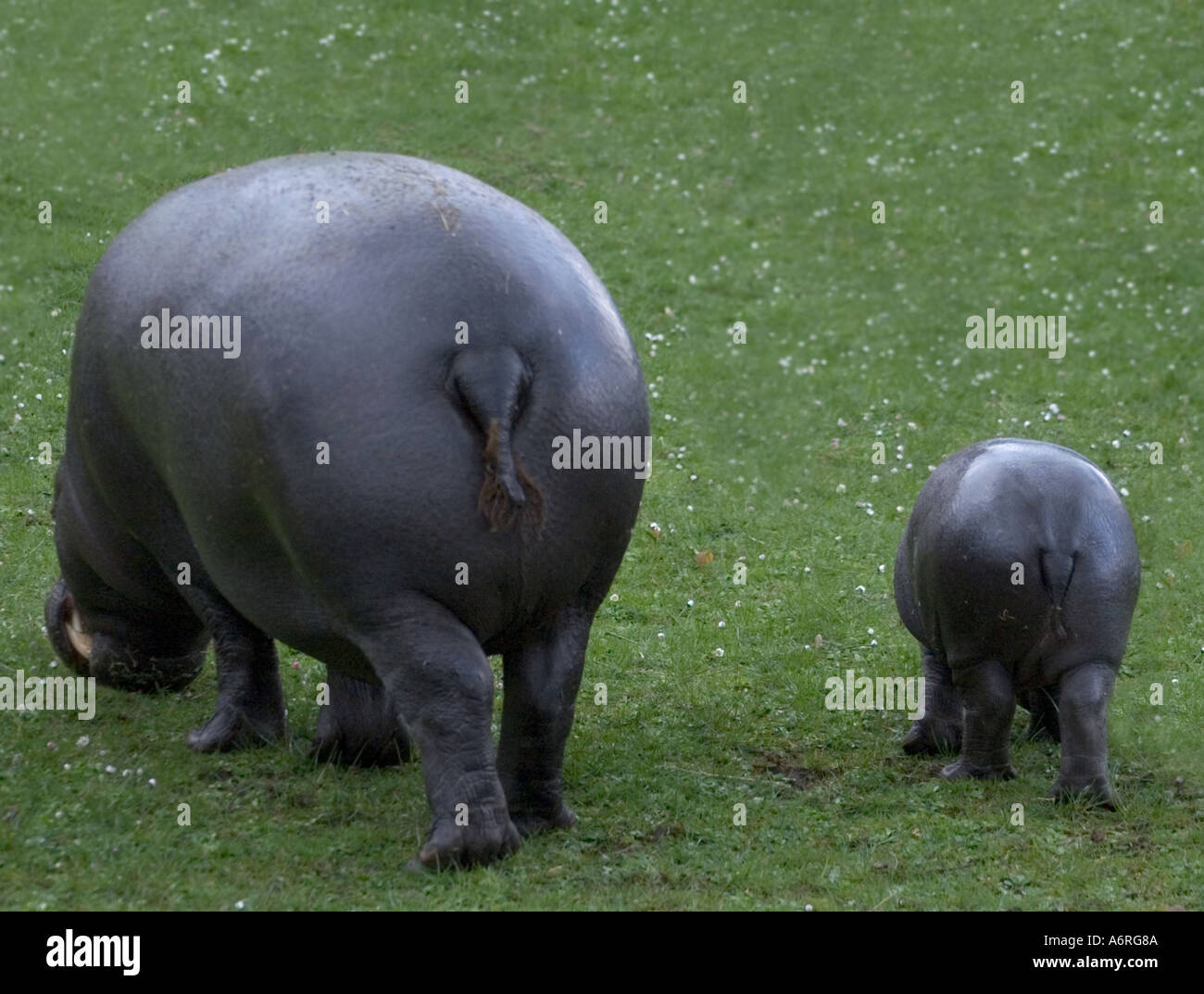 Mamma Ippopotamo pigmeo Lia con la nostra bambina Ellen nato gennaio 2005 fotografata Aprile 2005 presso lo Zoo di Edimburgo in Scozia Foto Stock