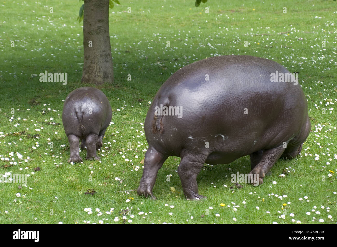 Mamma Ippopotamo pigmeo Lia con la nostra bambina Ellen nato gennaio 2005 fotografata Aprile 2005 presso lo Zoo di Edimburgo in Scozia Foto Stock