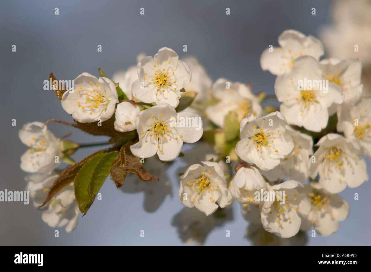 Primavera sbocciano i fiori in Gran Bretagna stagione aprile o maggio Foto Stock