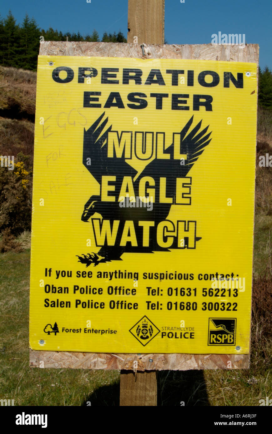 Segno per il funzionamento pasqua in Isle of Mull Ebridi Interne con eagle uovo per vendita per 18000 ogni scritto graffiti Foto Stock