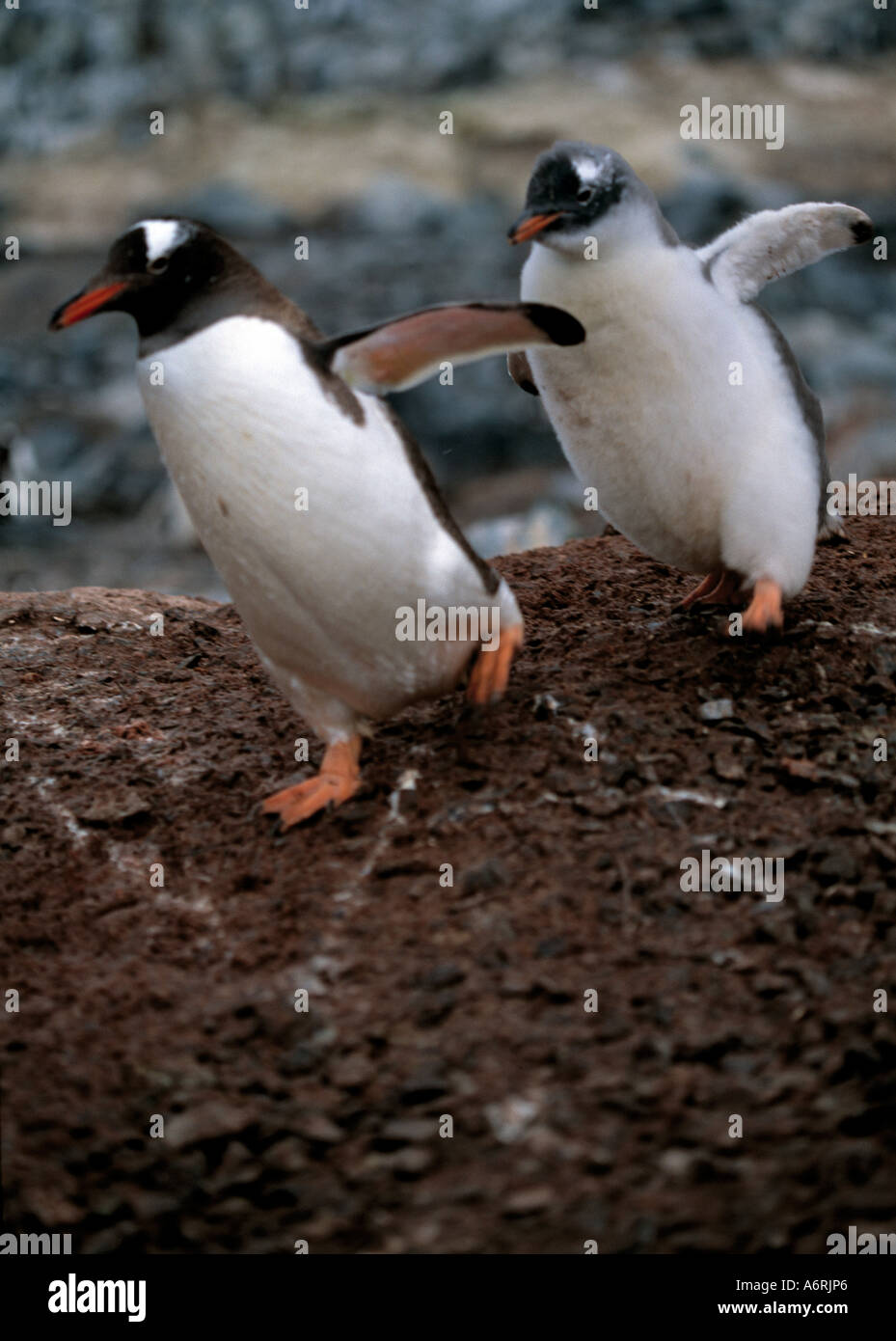 Adulti in esecuzione dei pinguini in discesa seguita dal suo pulcino con il piede sinistro in avanti sull'Antartide Antartide, nell'antartico, continente, Foto Stock