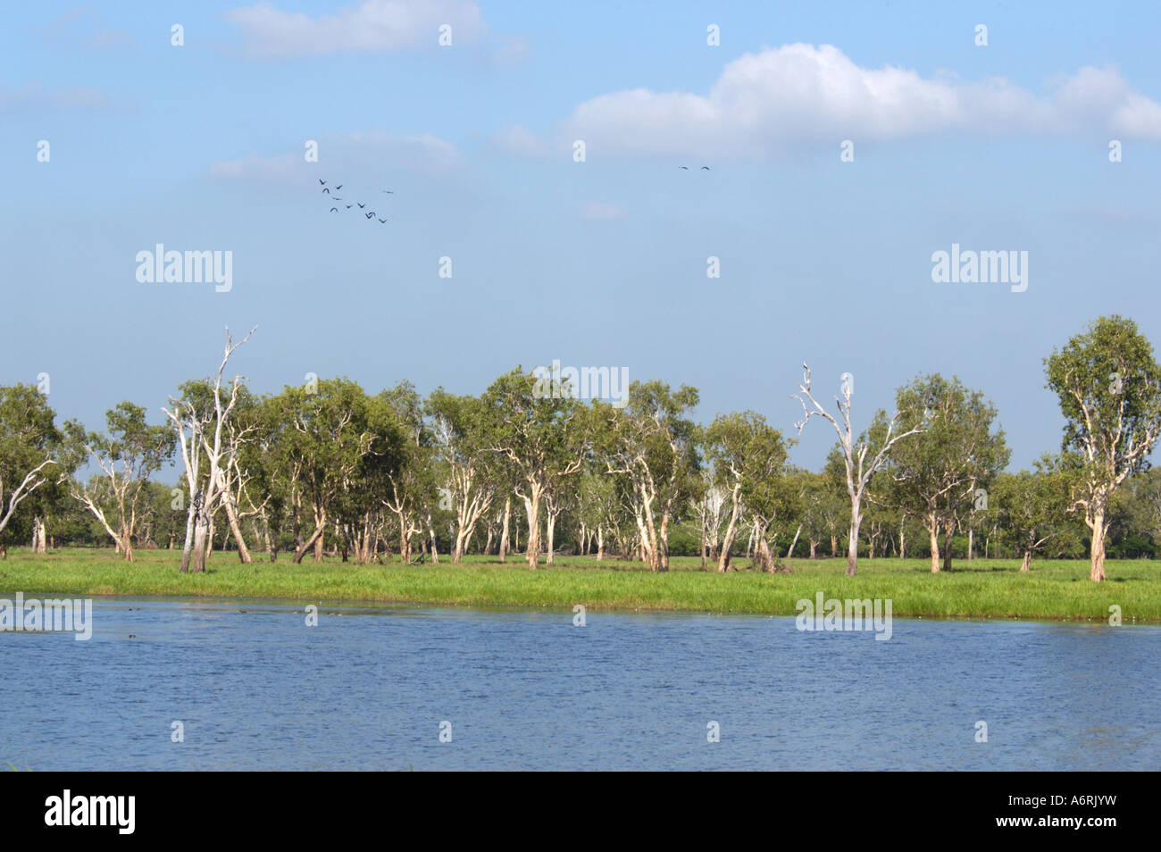 Acqua gialla Billabong, Kakadu NP Foto Stock