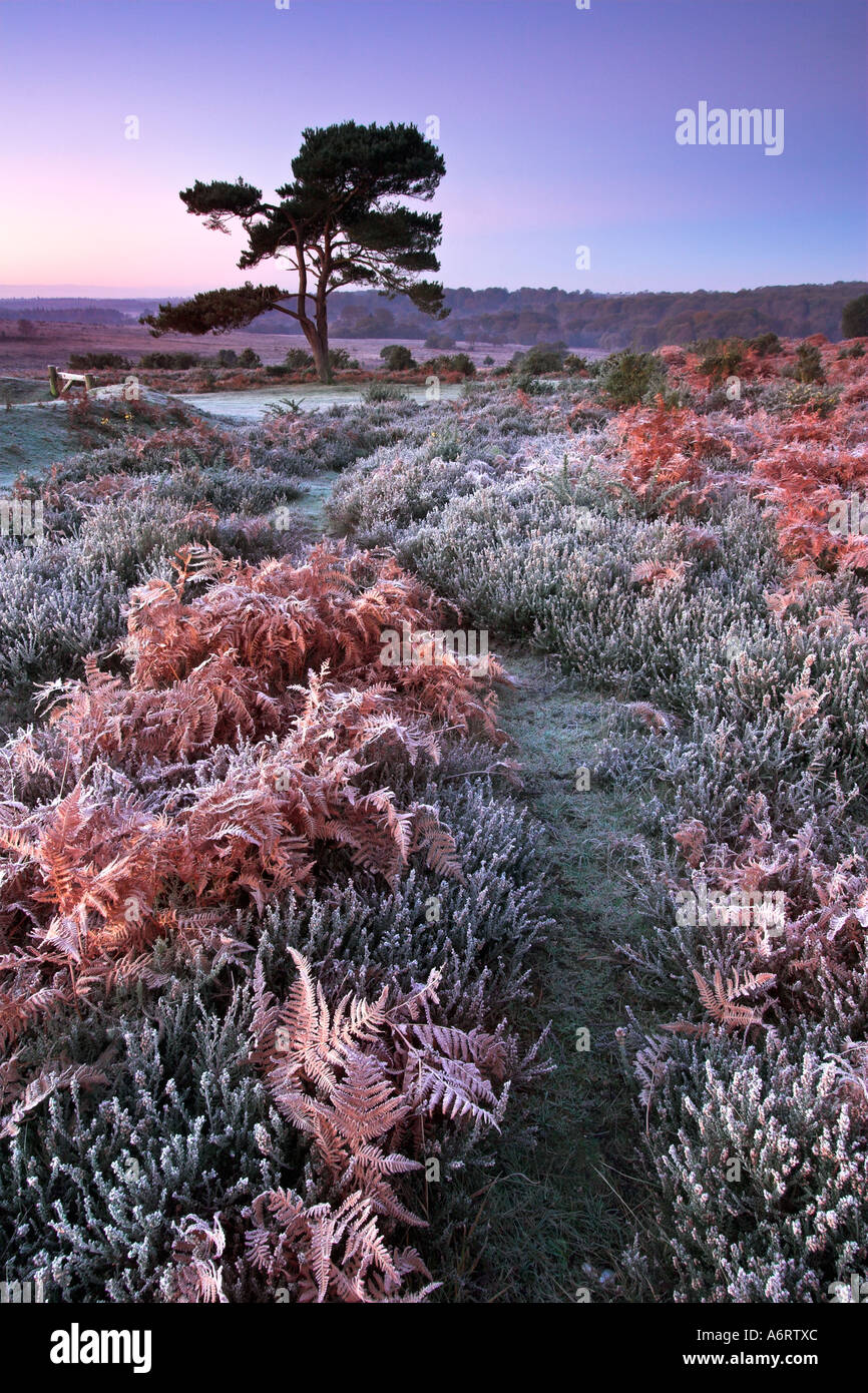 Alba di un freddo gelido e mattina nel nuovo Parco Nazionale Foreste, Hampshire Foto Stock