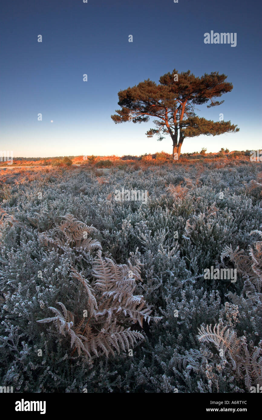 La mattina presto il sole illumina il Lone Pine Tree e scioglie la brina nel New Forest, Hampshire Foto Stock